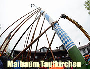Maibaum Taufirchen (©Foto: Ingrid Grossmann)